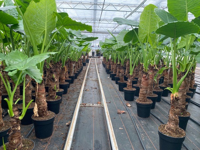 Over een paar weken krijgen wij deze toppers leverbaar in verschillende maten en hoogtes.
Alocasia Cucullata -Alocasia Cucullata Yellow -Alocasia Macrorrhiza