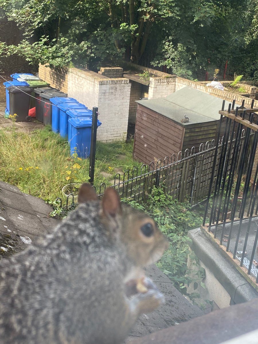 oztrazine's tweet photo. #SquirrelScrolling Spark & Zeek check in for some breakfast before the unrelenting pests of the sky appear. #savethegreys #stopthecull #wildlife https://t.co/KucBy561j9