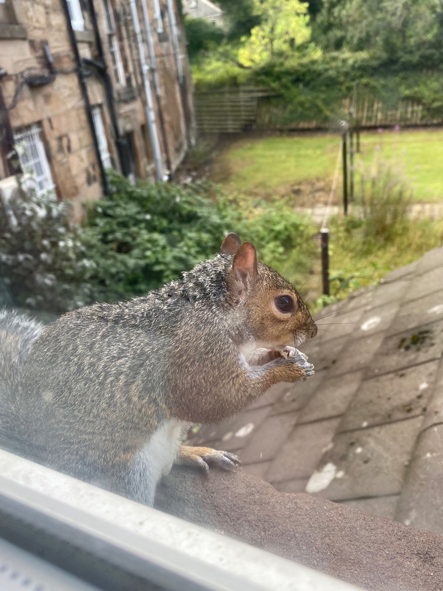 oztrazine's tweet photo. #SquirrelScrolling Spark & Zeek check in for some breakfast before the unrelenting pests of the sky appear. #savethegreys #stopthecull #wildlife https://t.co/KucBy561j9