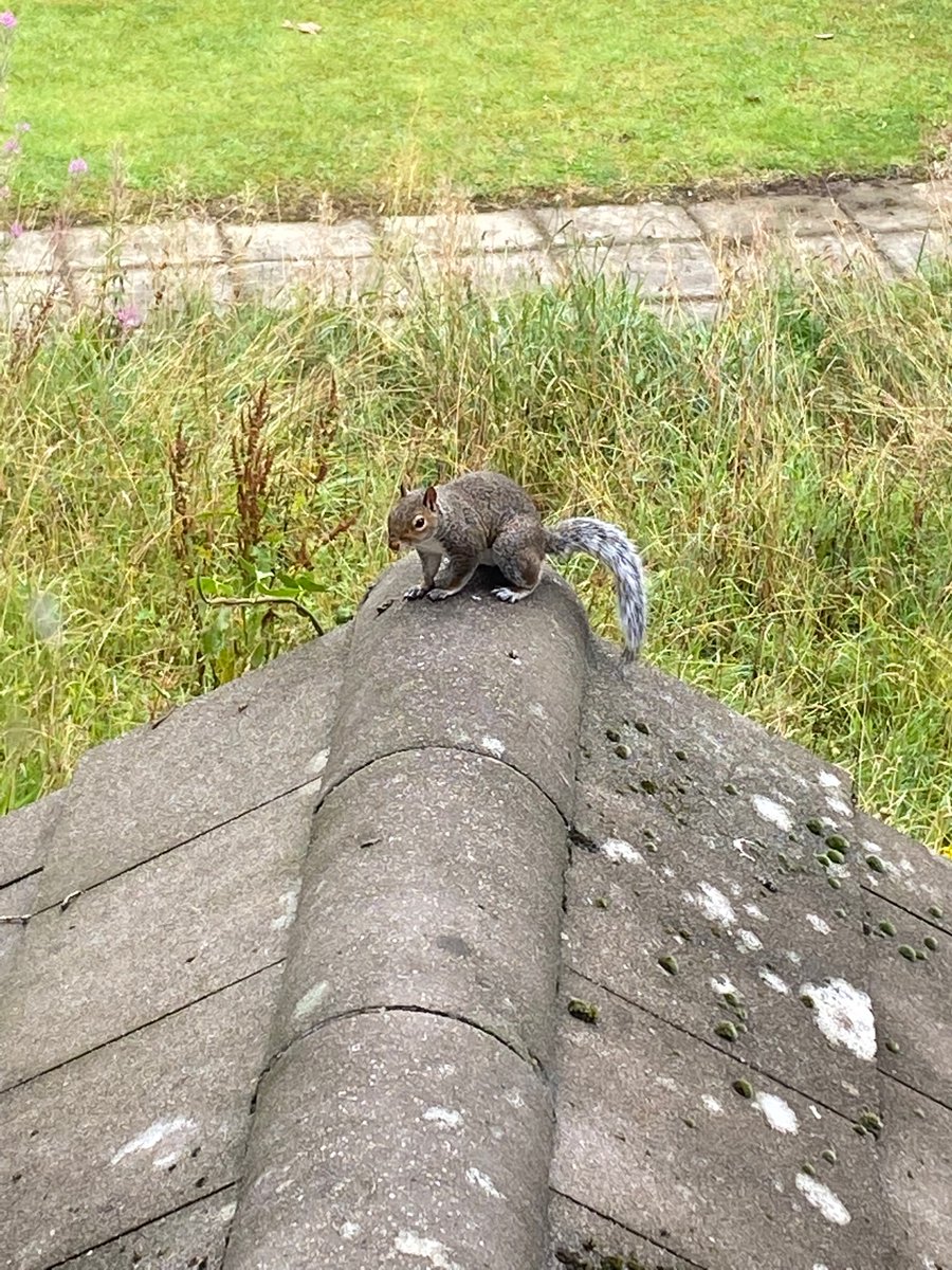 oztrazine's tweet photo. #SquirrelScrolling Spark & Zeek check in for some breakfast before the unrelenting pests of the sky appear. #savethegreys #stopthecull #wildlife https://t.co/KucBy561j9