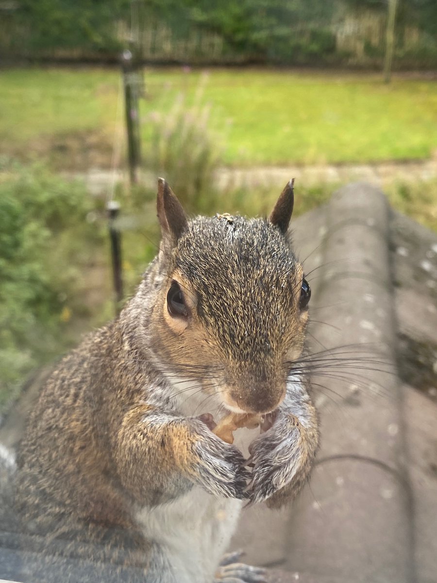 oztrazine's tweet photo. #SquirrelScrolling Spark & Zeek check in for some breakfast before the unrelenting pests of the sky appear. #savethegreys #stopthecull #wildlife https://t.co/KucBy561j9