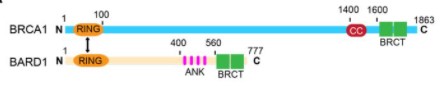 preLights (@prelights) on Twitter photo The RING sparkle enlightens a new route for BRCA1 recruitment to DNA lesions. 
PreLight by <a href="/GiuseppinaDAle9/">Giuseppina D'Alessandro</a> on a new preprint from @durocher1
prelights.biologists.com/highlights/two… The RING sparkle enlightens a new route for BRCA1 recruitment to DNA lesions. 
PreLight by <a href="/GiuseppinaDAle9/">Giuseppina D'Alessandro</a> on a new preprint from @durocher1
prelights.biologists.com/highlights/two…
