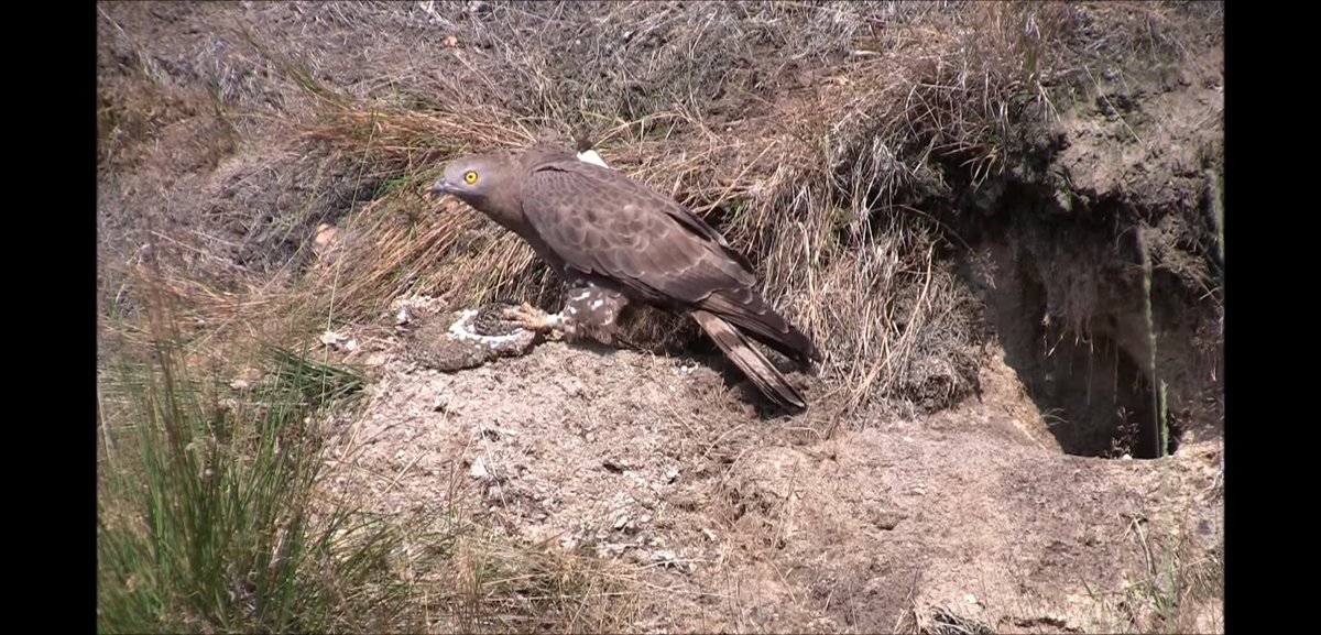 WMGVs's tweet photo. For examples of how Honey Buzzard rob combs from wasp nests check out these videos by Stef van Rijn. He managed to film GPS-tracked buzzards robbing both tree and ground nests in the Netherlands https://t.co/fanqd40yoE
https://t.co/6mYKbNMn4h https://t.co/occN411AIk