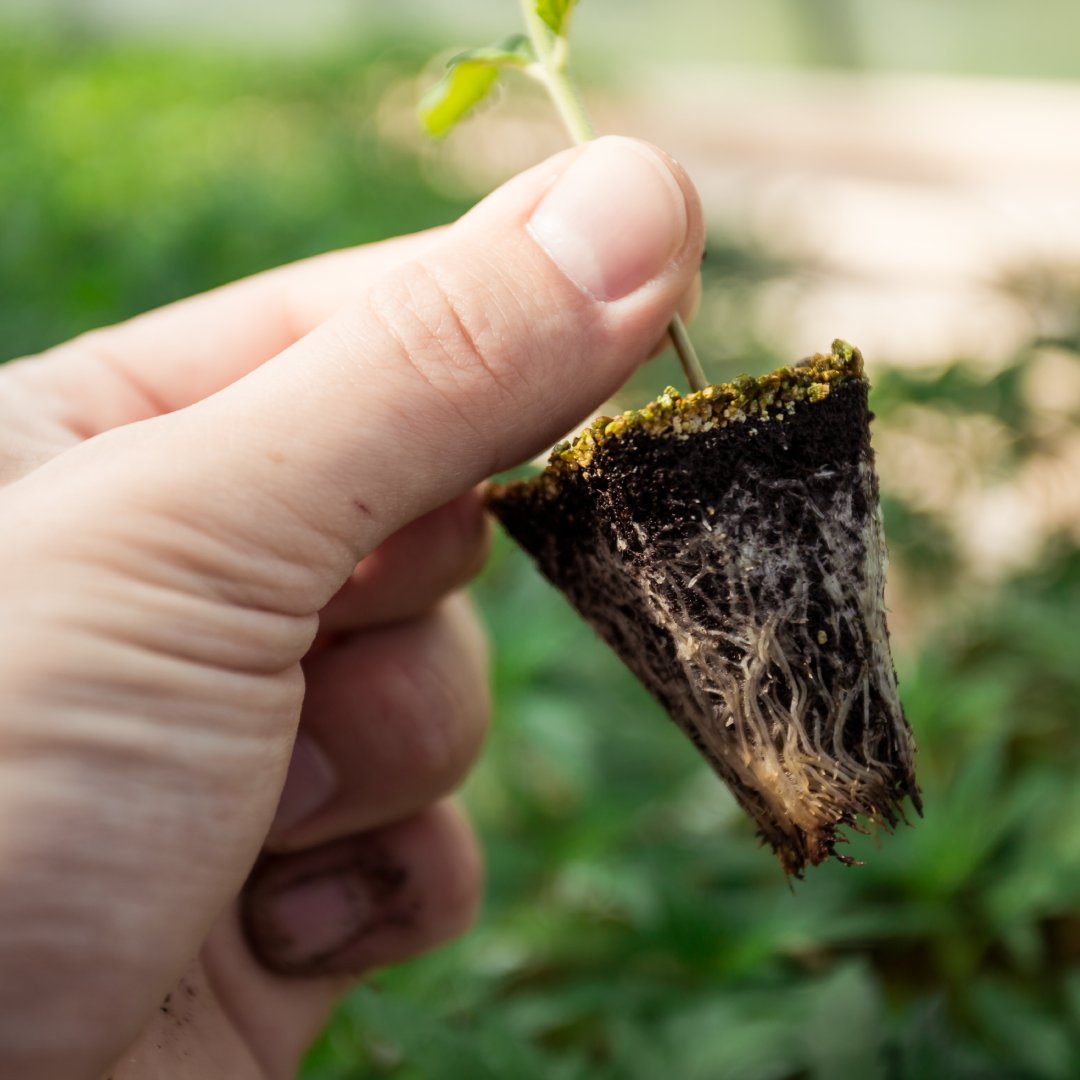 enecta_es's tweet photo. ¿Sabías que impartimos en Italia un curso para aprender a cultivar, procesar y comercializar el cáñamo?
📚Con Reezo Academy formamos a toda aquella gente que le interese el mundo del cáñamo cuidando cada detalle del proceso. 
Infórmate en: https://t.co/IVcauoNRWB
#Enecta https://t.co/KTOFEfUxE1
