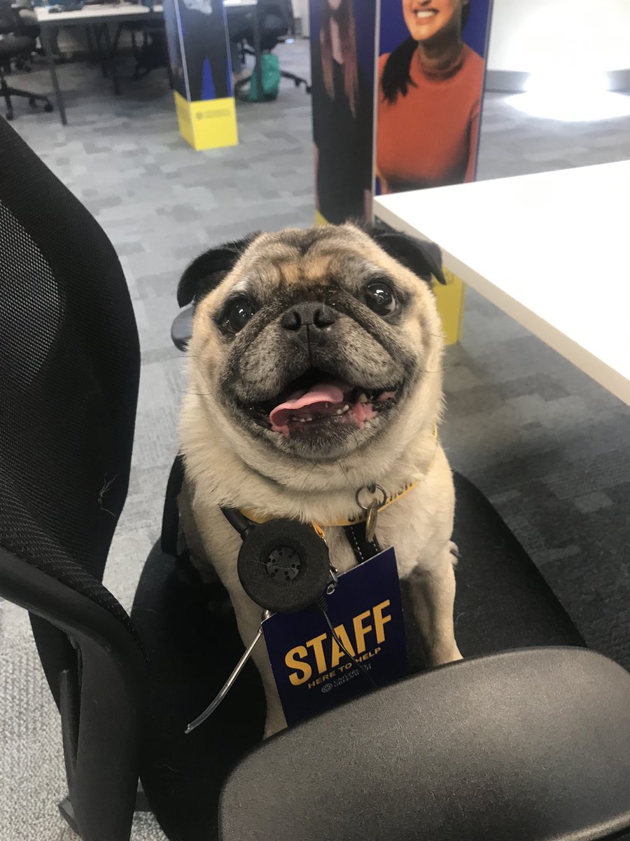 UniofGreenwich's tweet photo. Our new member of staff Dexter is wishing everyone good luck today! 🐶 He also wants to remind everyone to stay calm and give us a call on our Clearing hotline where we're all on hand to help you ☎️ 👉 020 8331 9000 https://t.co/ApQWTSLQvD https://t.co/khRr7VIKIY
