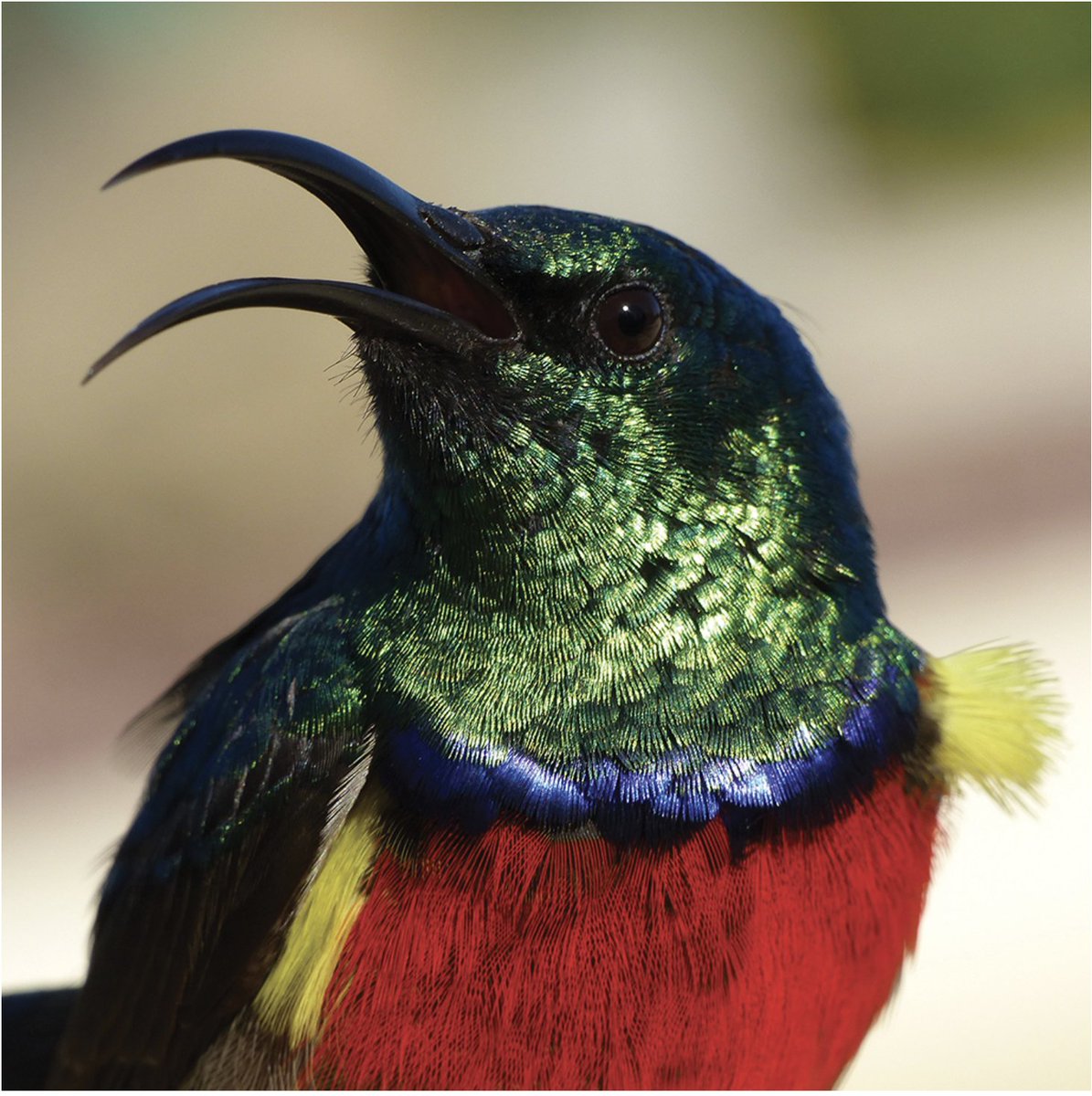 mdshawkey's tweet photo. We all know that black materials become hotter in the sun than white, but what about other colors? In our new (cover article) paper, led by Svana Rogalla, we show that shiny iridescent feathers absorb more light &amp; heat more than any other feather color! https://t.co/9anyEzguJc https://t.co/JW6Ii2HbGA