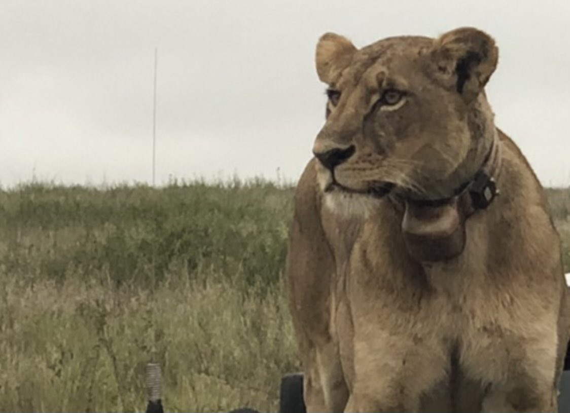 KatalinBogyay's tweet photo. Today is World Lion Day! It was a great meeting with these lions in Nairobi Safari park early last year, just before Covid conquered the world . Thank you again for this remarkable experience and let us protect these majesties! 🦁 @EnvoyUnsc @KenyaMissionUN  @amolosango https://t.co/2r9WkCygyZ