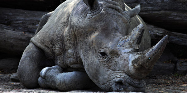 1M_Vegans's tweet photo. ANIMAL PETITION - Please Sign &amp; Share - Tell the Great Moscow Circus that Rhino's Belong in the Wild https://t.co/lR6jKbT52w - #Vegan #GoVegan #Veganism #VeganLife #Petition #AnimalPetition https://t.co/FwEd41ewo5