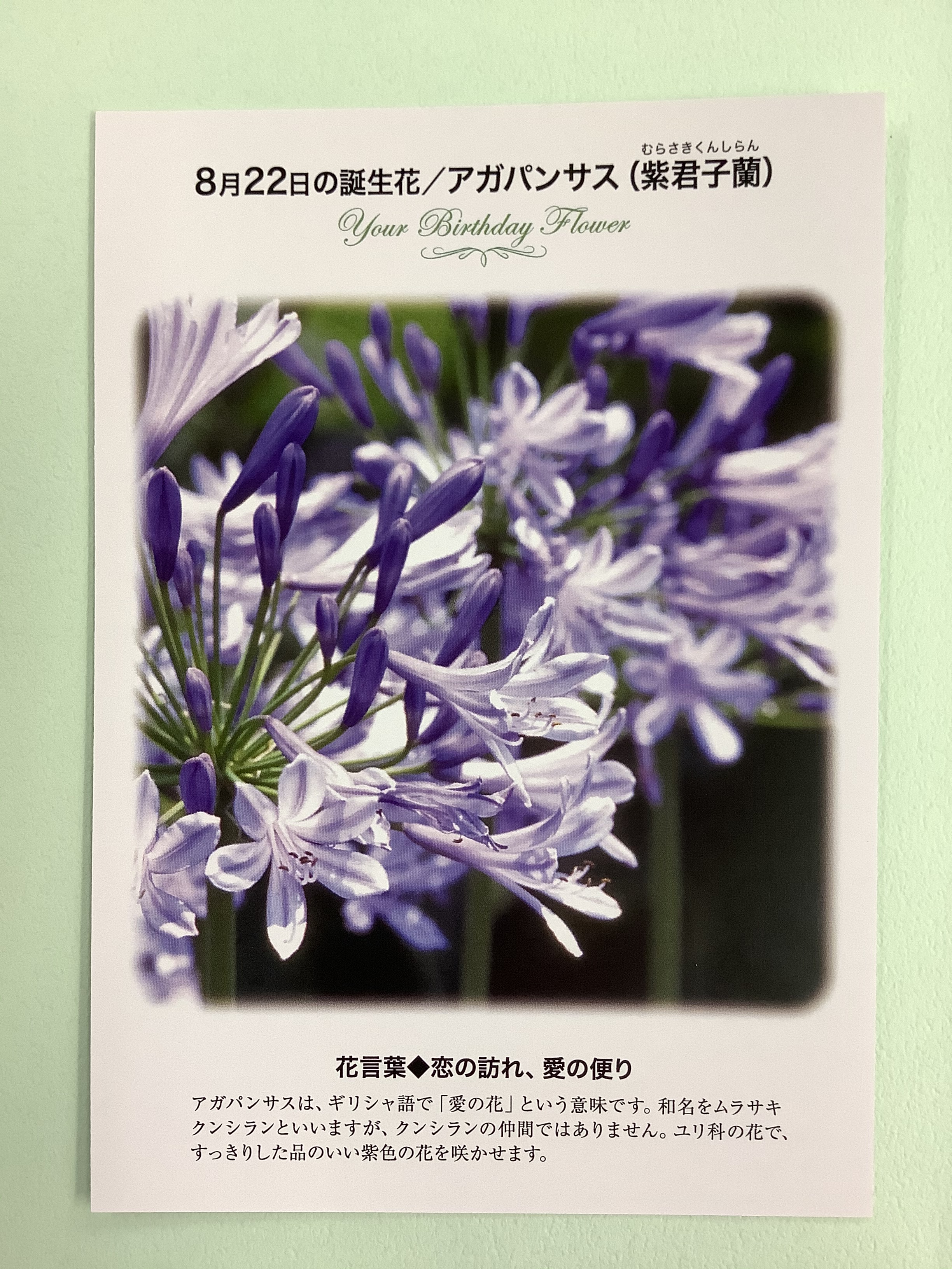 紀伊國屋書店 梅田本店 誕生花ポストカード 8 22の 誕生花 は アガパンサス ギリシャ語で 愛の花 という意味です ユリ科の花で すっきりした品のいい紫色の花を咲かせます 花言葉 は 恋の訪れ 愛の便り 只今文具売り場にて 誕生花