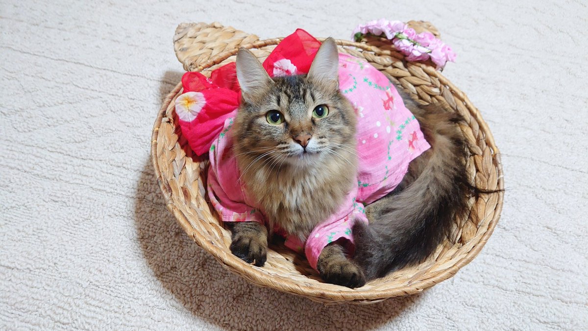 １年後の猫たち୨୧˖⋆
るい♡3.48㌔
るな♡4.22㌔
るあ♡3.22㌔
るる♡2.32㌔
#猫ビフォーアフター