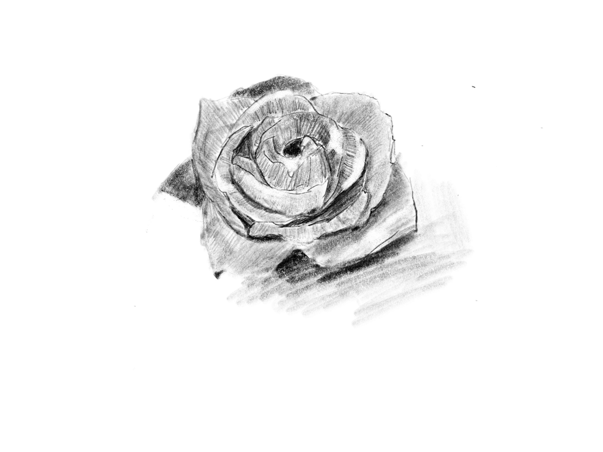 HarieRu_'s tweet photo. バラのつもりが、豪華なフジツボになってしまった図
＃模写　#イラスト練習中 https://t.co/gdAPehtf9s