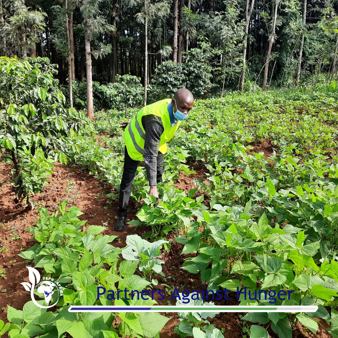 fspnAfrica's tweet photo. We are committed to ending hunger through fostering more sustainable & resilient food system in our African Communities through GAPs.
๐ธ: Smallholder farm assessment by @fspnAfrica F.O Mr. Oketch Ouma in Kitutu Chacha South
#PartnersAgainstHunger #SmartDevelopmentHack #DAA https://t.co/d29ziJQvUv