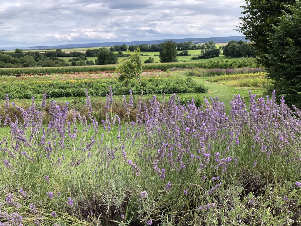 COostwegel's tweet photo. 2e dag #Cultuurtocht2021 Wijngaard de #Kruisboom #Klimmen Boerderijmuseum Weustenrade lunch wijngoed #Fromberg wandeling de #Piepert Eys , Pluktuin Fien Fleur Diner @Sint_Gerlach https://t.co/G3qi8kdGGd