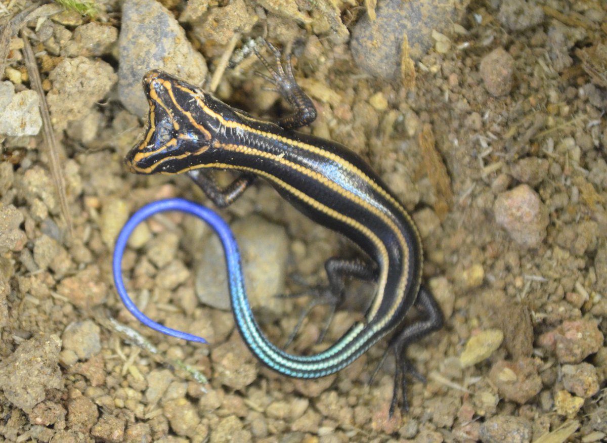 ヒガシニホントカゲ