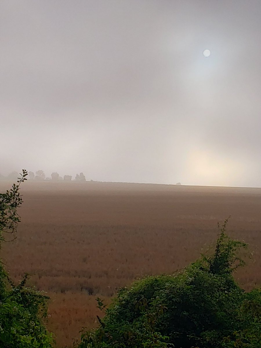 Woz4Freedom tweet media