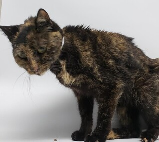 DubJH1009's tweet photo. https://t.co/XZ7FSUvQbe #EMERGENCY #HUGEPRIORITY #DESPERATESITUATION #URGENT #WILLBEKILLED #DONTLETHERDIE #nyc #cats https://t.co/GnuASftrFq