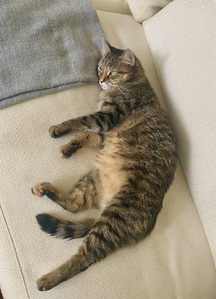 PickliciousF's tweet photo. I got up too early! I need a post breakfast snooze! #DoNotDisturb #WheresMySticker https://t.co/scLMXyfwwS