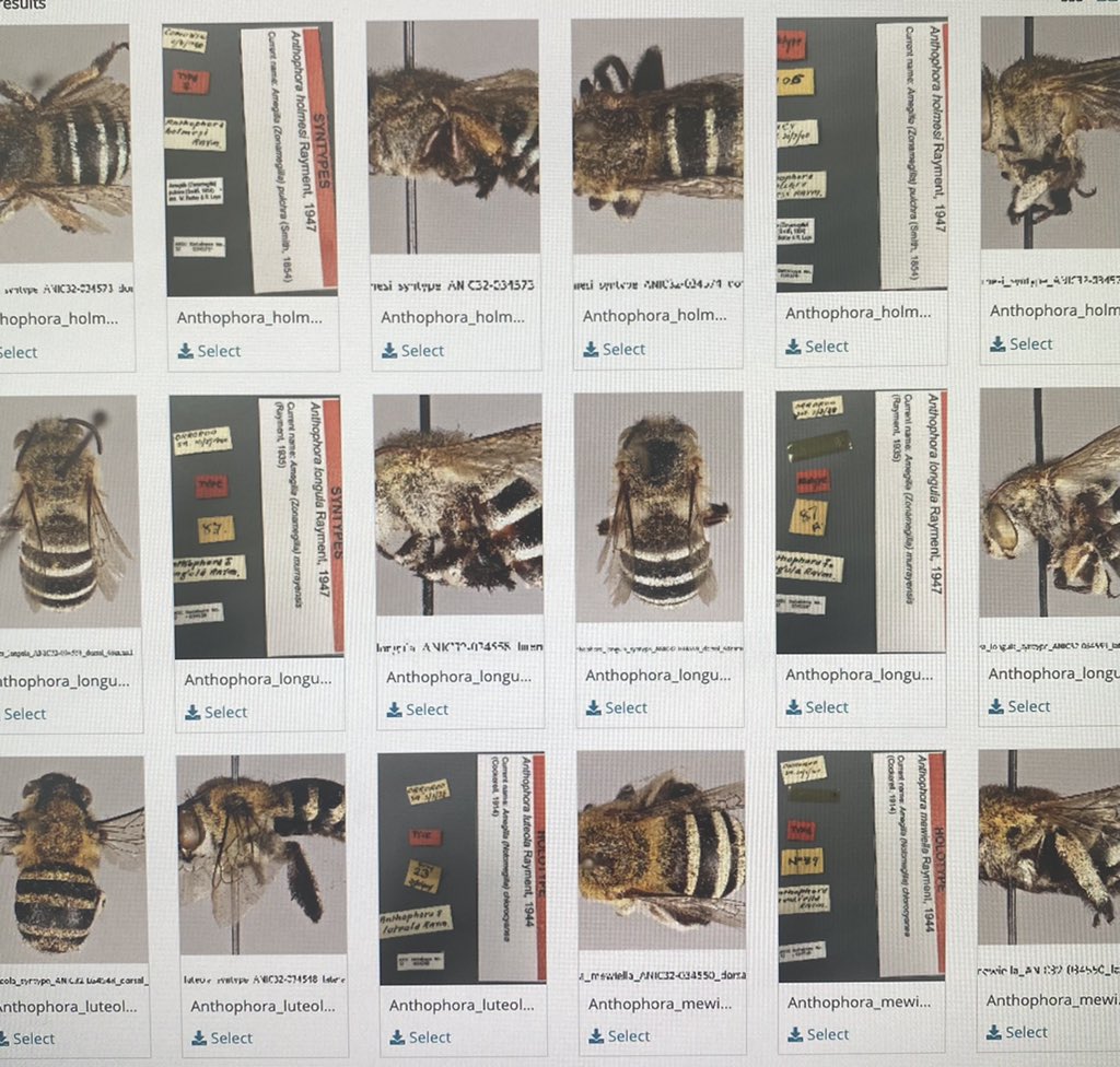 Just published online! Images of all 385 ANIC #nativebee species primary types! Open access and downloadable here data.csiro.au/collections/co… @AustNatHist #csirocollections #entomology #bees #hymenoptera #systematics #taxonomy