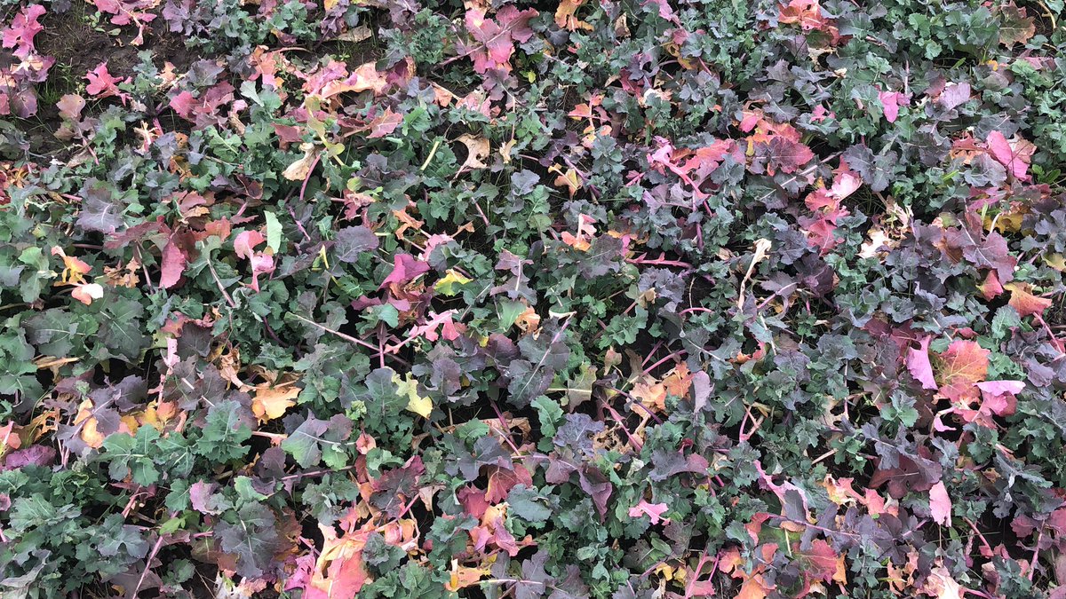 How wet can canola get before it gives up? Bit soft to ground spread N at the moment. Hopeful this paddock can recover, glad we are in August. Cheers #AskTwitter