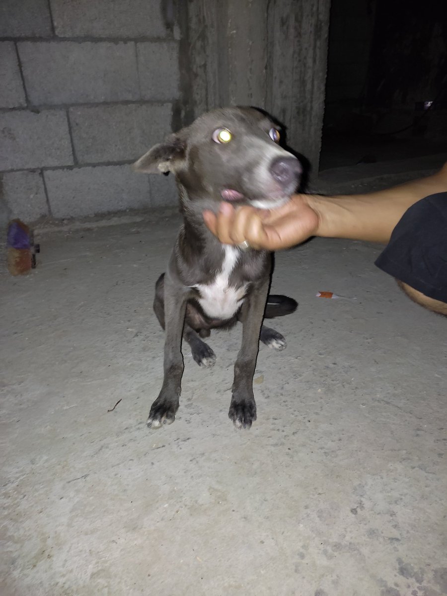 LoverHomeless's tweet photo. 🙏🤗👍🐕Twitter friends today I rescued a male 🐕 and need your support with food for him. Please help me get him a supply of food. Donate if you can so he can be happy healthy. Thank for the support you have given me and the fur family. Please RT for the 🐕🐶🆘🙏🆘👌✊🐶 https://t.co/SiTmhBvwlD