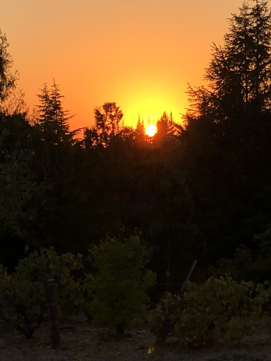 Sheri Lynn tweet media