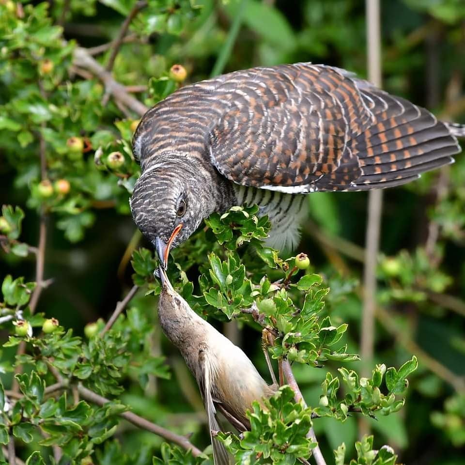 LeeWakefield9's tweet photo. Juvenile cuckoo getting fed by a reed warbler. Bulphan Essex . https://t.co/Xuz2FwFdcZ
