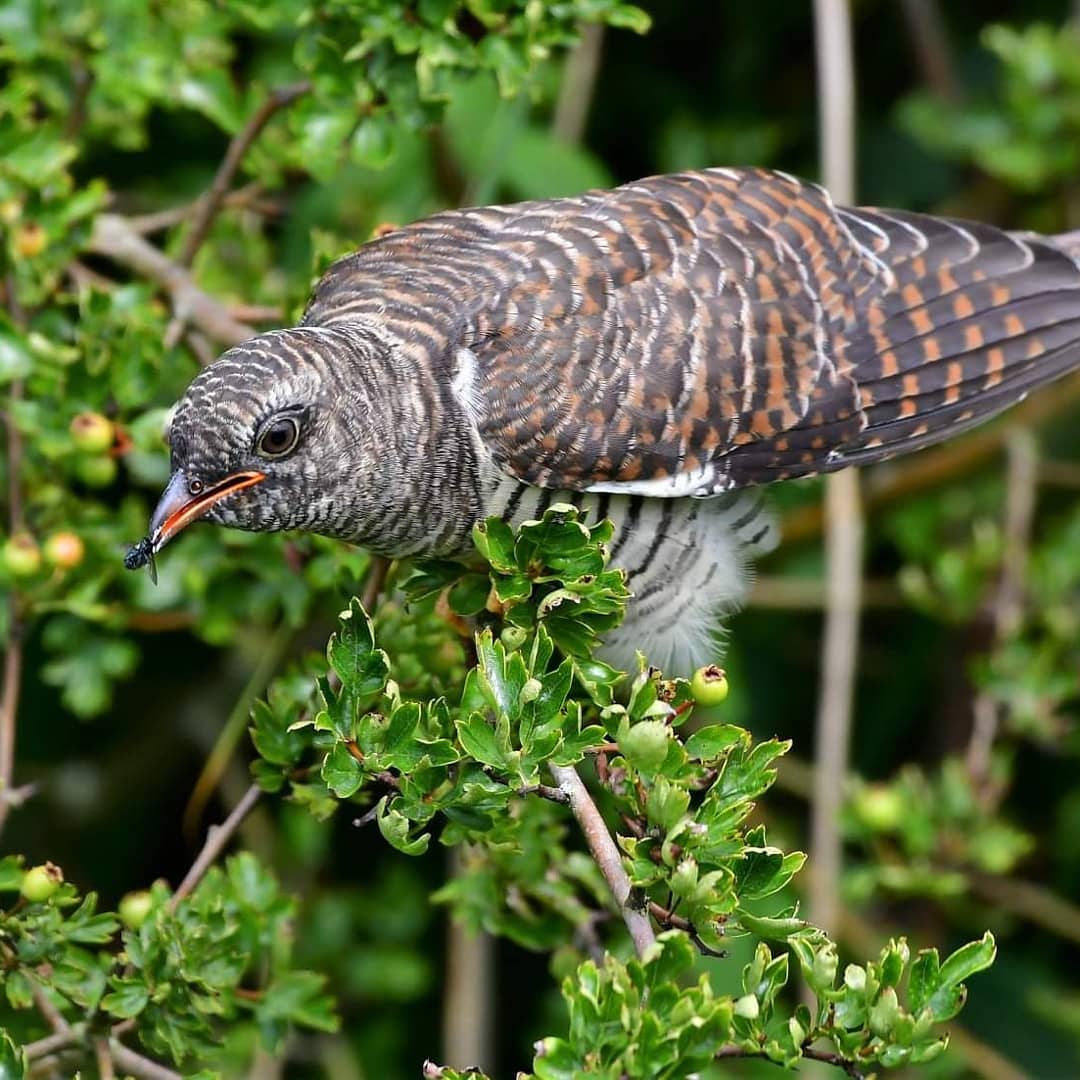 LeeWakefield9's tweet photo. Juvenile cuckoo getting fed by a reed warbler. Bulphan Essex . https://t.co/Xuz2FwFdcZ
