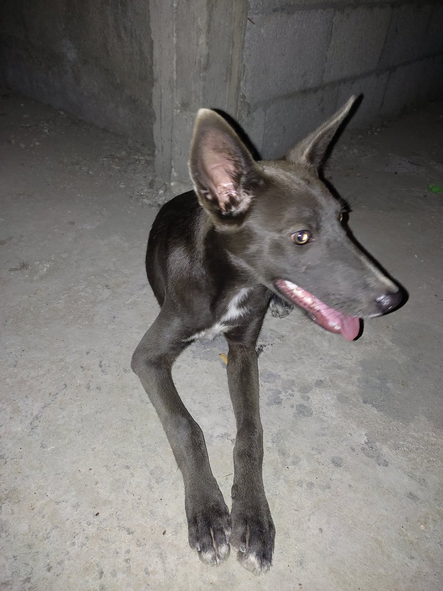LoverHomeless's tweet photo. 🙏🤗👍🐕Twitter friends today I rescued a male 🐕 and need your support with food for him. Please help me get him a supply of food. Donate if you can so he can be happy healthy. Thank for the support you have given me and the fur family. Please RT for the 🐕🐶🆘🙏🆘👌✊🐶 https://t.co/SiTmhBvwlD