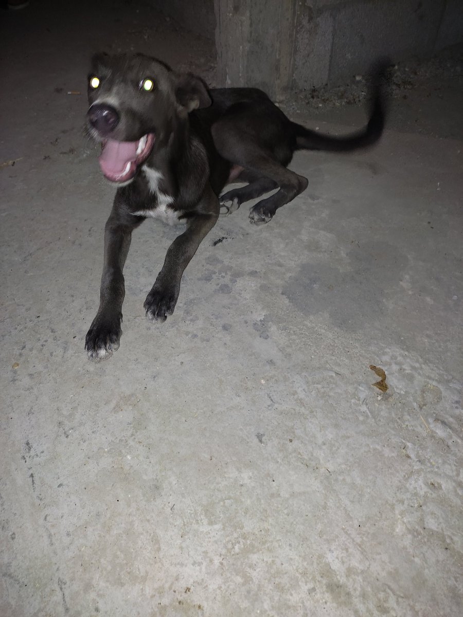 LoverHomeless's tweet photo. 🙏🤗👍🐕Twitter friends today I rescued a male 🐕 and need your support with food for him. Please help me get him a supply of food. Donate if you can so he can be happy healthy. Thank for the support you have given me and the fur family. Please RT for the 🐕🐶🆘🙏🆘👌✊🐶 https://t.co/SiTmhBvwlD