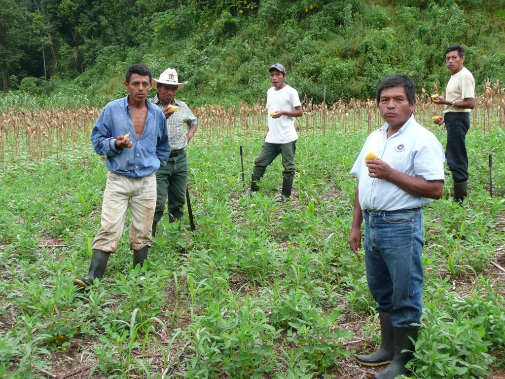 AVSF_ONG's tweet photo. Au #Guatemala, @AVSF_ONG poursuit sa coopération pour renforcer la viabilité technique et économique des systèmes de production agricole de communautés paysannes indigènes et leur insertion sur des marchés locaux et internationaux #agroecologie #commercequitable #OneHealth https://t.co/NQpOezO4dd