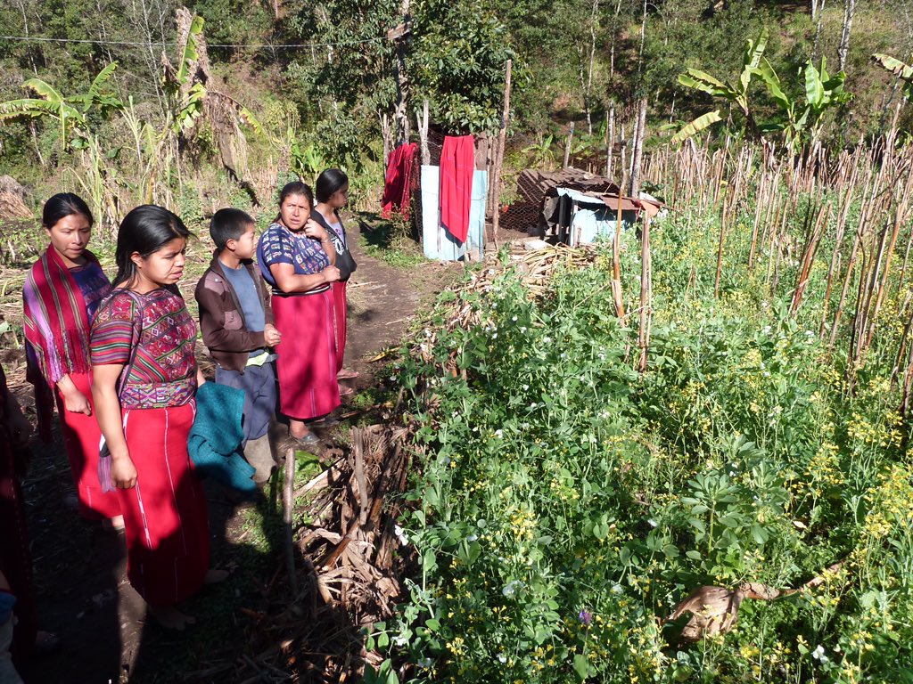 AVSF_ONG's tweet photo. Au #Guatemala, @AVSF_ONG poursuit sa coopération pour renforcer la viabilité technique et économique des systèmes de production agricole de communautés paysannes indigènes et leur insertion sur des marchés locaux et internationaux #agroecologie #commercequitable #OneHealth https://t.co/NQpOezO4dd