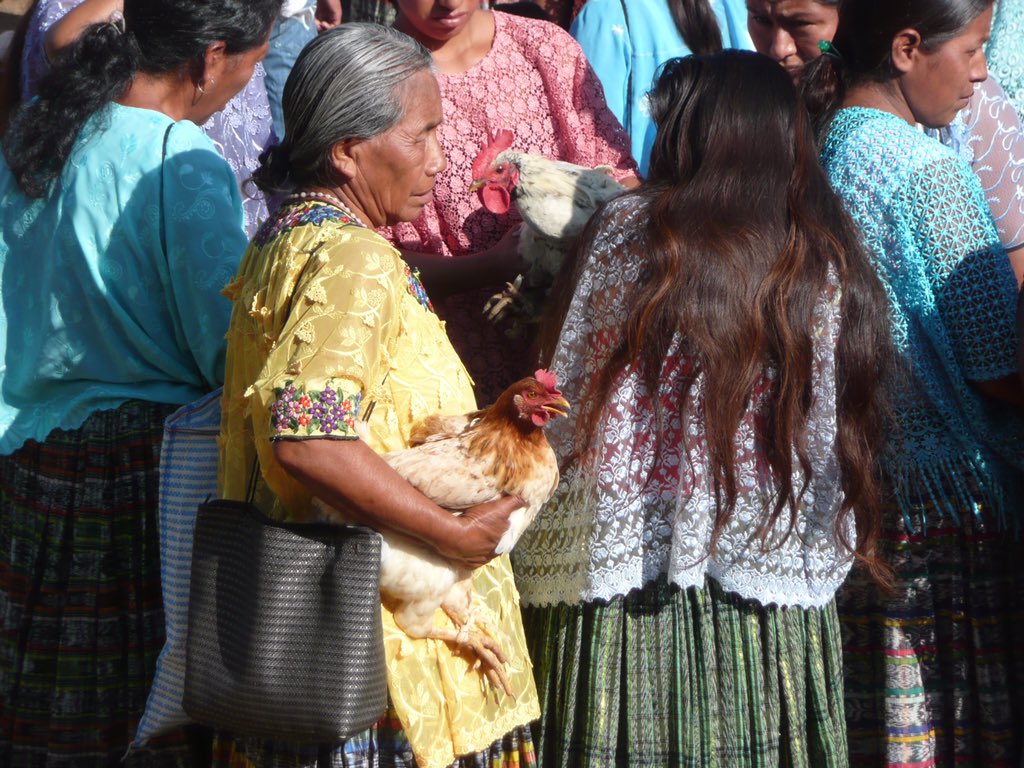 AVSF_ONG's tweet photo. Au #Guatemala, @AVSF_ONG poursuit sa coopération pour renforcer la viabilité technique et économique des systèmes de production agricole de communautés paysannes indigènes et leur insertion sur des marchés locaux et internationaux #agroecologie #commercequitable #OneHealth https://t.co/NQpOezO4dd