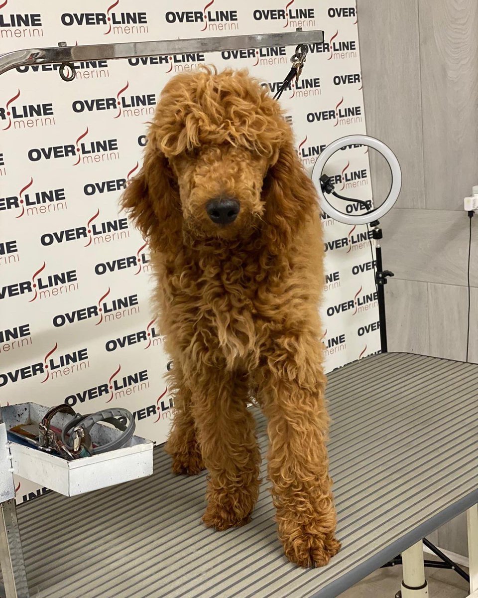 Toelettatura Moderna centro estetico per cani e gatti dal 1991
Personale altamente qualificato e certificato 450 mq dedicati al benessere animale agosto@sempre aperti #ioscelgoverline #nellyoliva