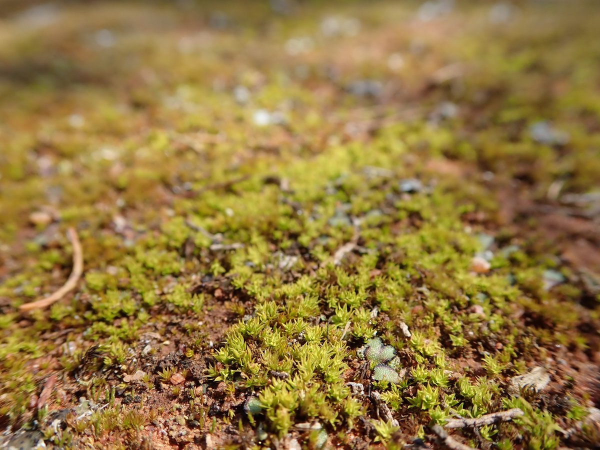Max Mallen-Cooper 🌿🌈 (@maxmallencooper) on Twitter photo Biocrust researchers ("crusties") love the analogy that soil mosses & lichens are like a big leaf stretched across the soil. They're both classic photosynthetic surfaces.
<a href="/will_cornwell/">Will Cornwell</a> and I decided to test this analogy with actual data: doi.org/10.1111/1365-2… Biocrust researchers ("crusties") love the analogy that soil mosses & lichens are like a big leaf stretched across the soil. They're both classic photosynthetic surfaces.
<a href="/will_cornwell/">Will Cornwell</a> and I decided to test this analogy with actual data: doi.org/10.1111/1365-2…