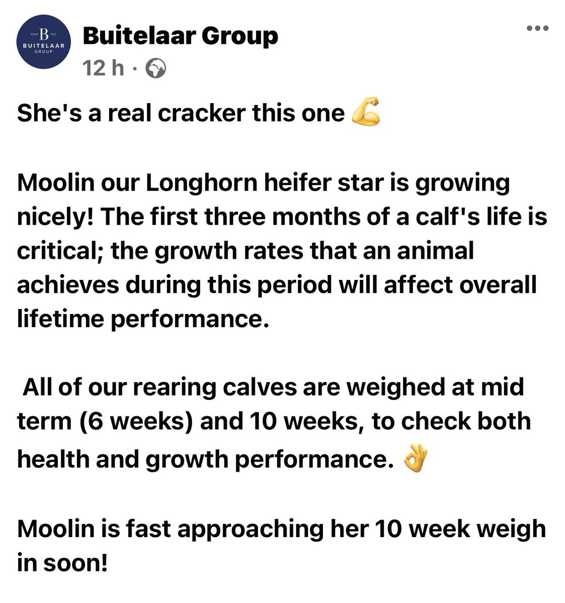LizHoggarth's tweet photo. What better picture to wake up to?? 😍
#Moolin our competition calf is storming on in #rearing
She is the progeny of @CornburyFarm #pointereveningall out of a #dairycow from @PhilipHalhead @NorbreckG
#backbritishfarming 🇬🇧
@BuitelaarGroup 💙 https://t.co/gVXcd6UYcT