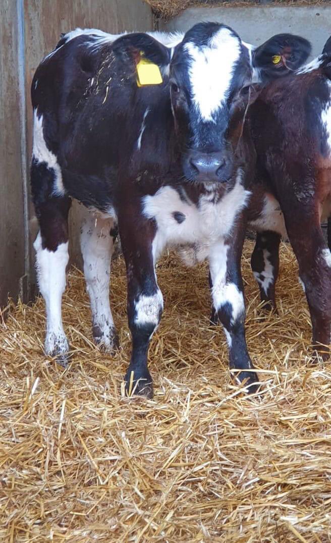 LizHoggarth's tweet photo. What better picture to wake up to?? 😍
#Moolin our competition calf is storming on in #rearing
She is the progeny of @CornburyFarm #pointereveningall out of a #dairycow from @PhilipHalhead @NorbreckG
#backbritishfarming 🇬🇧
@BuitelaarGroup 💙 https://t.co/gVXcd6UYcT