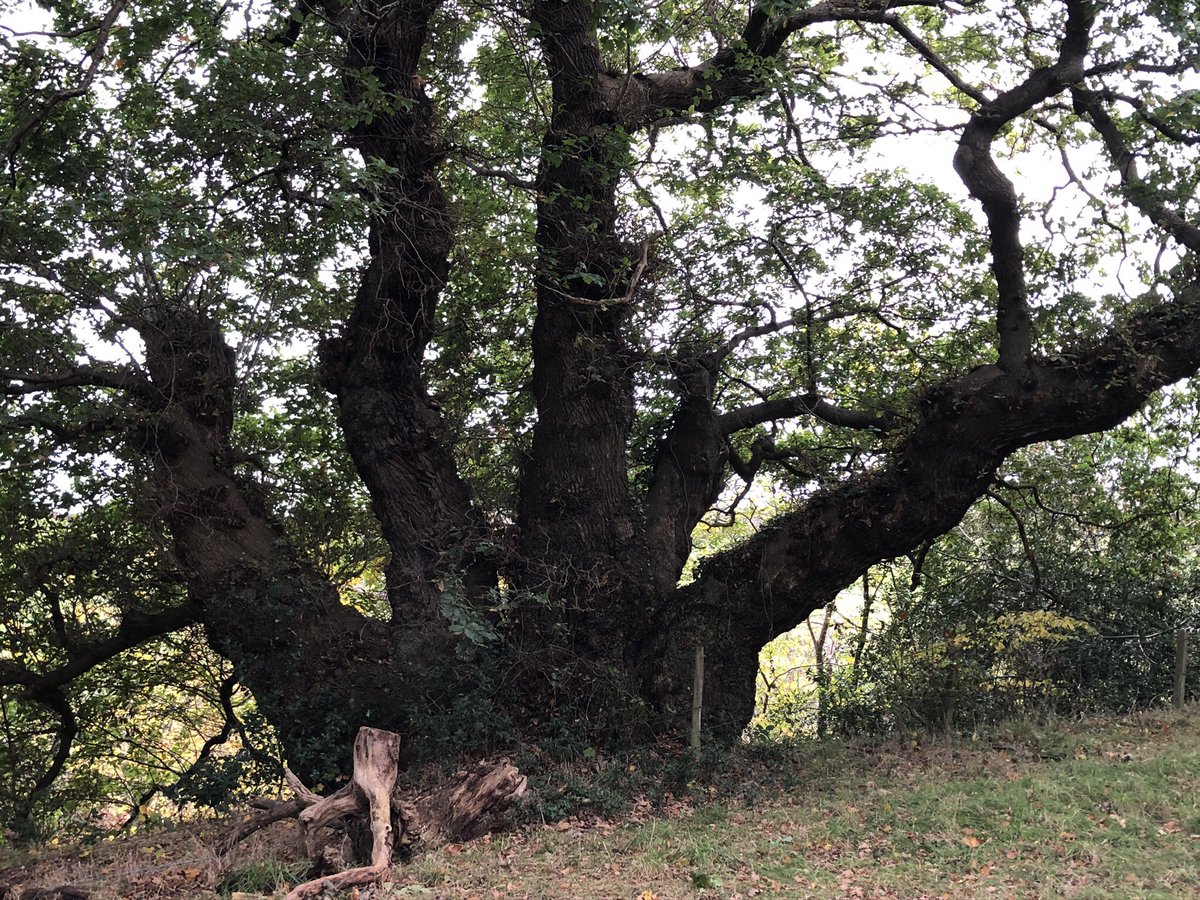Dendrochronicle's tweet photo. The Michael, ancient oak at Dalkeith Park #Scotland.

I’ve built an oak tree-ring chronology here, from deadwood, which extends back to the mid 16thC. The Michael was not included in study but is probably of that oldest group. 

#thicktrunktuesday 
#SESOD https://t.co/8CEW9qLQab
