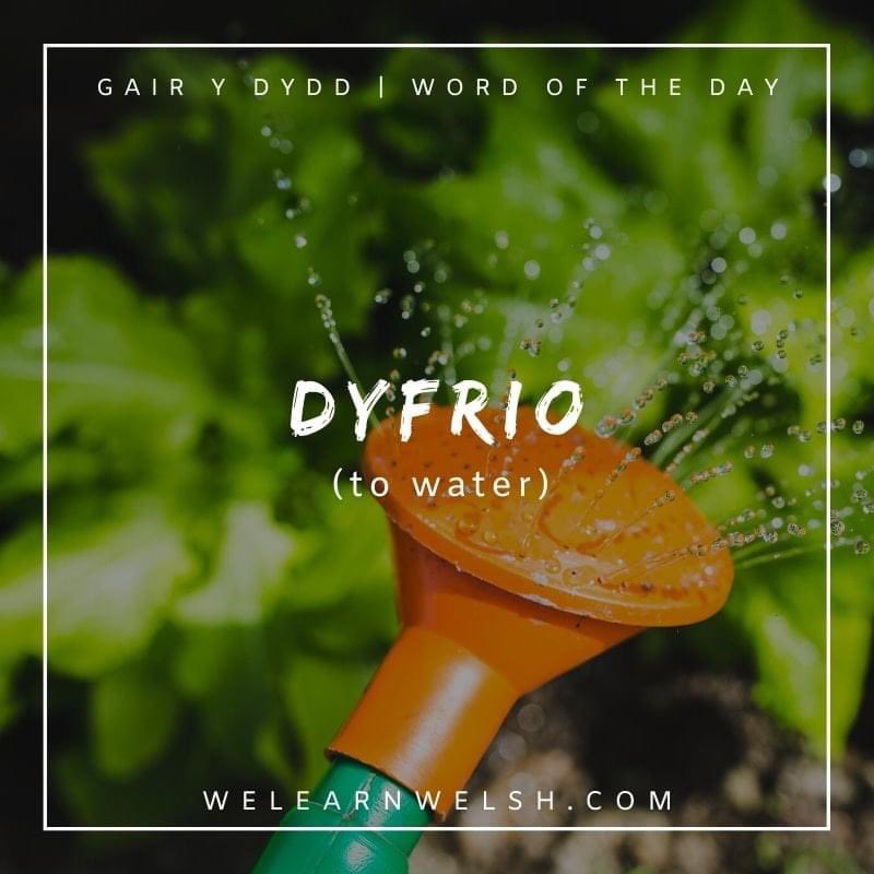 We Learn Welsh (@welearnwelsh) on Twitter photo Gair y dydd / Word of the day: dyfrio (to water)
Dw i'n casglu dŵr i ddyfrio'r ardd. = I'm collecting water to water the garden.
#welsh #cymraeg Gair y dydd / Word of the day: dyfrio (to water)
Dw i'n casglu dŵr i ddyfrio'r ardd. = I'm collecting water to water the garden.
#welsh #cymraeg