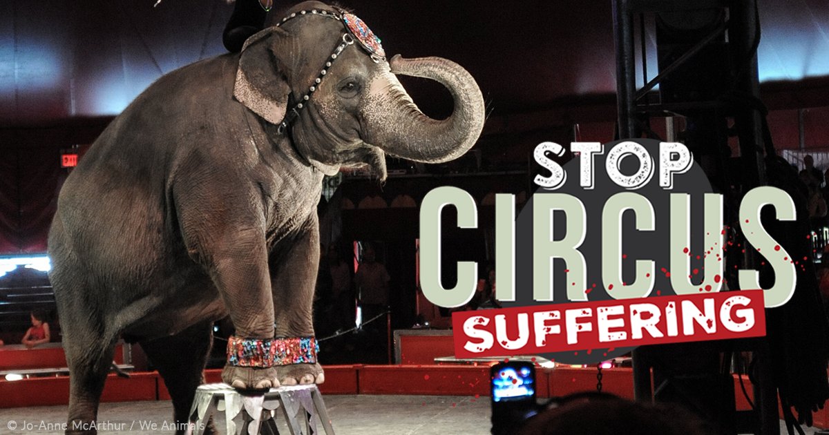 Siddhartha016's tweet photo. Do they really need to suffer for your entertainment?
#EUStopCircusSuffering #animals #suffering #stopcircus https://t.co/CxHtlm1tdI