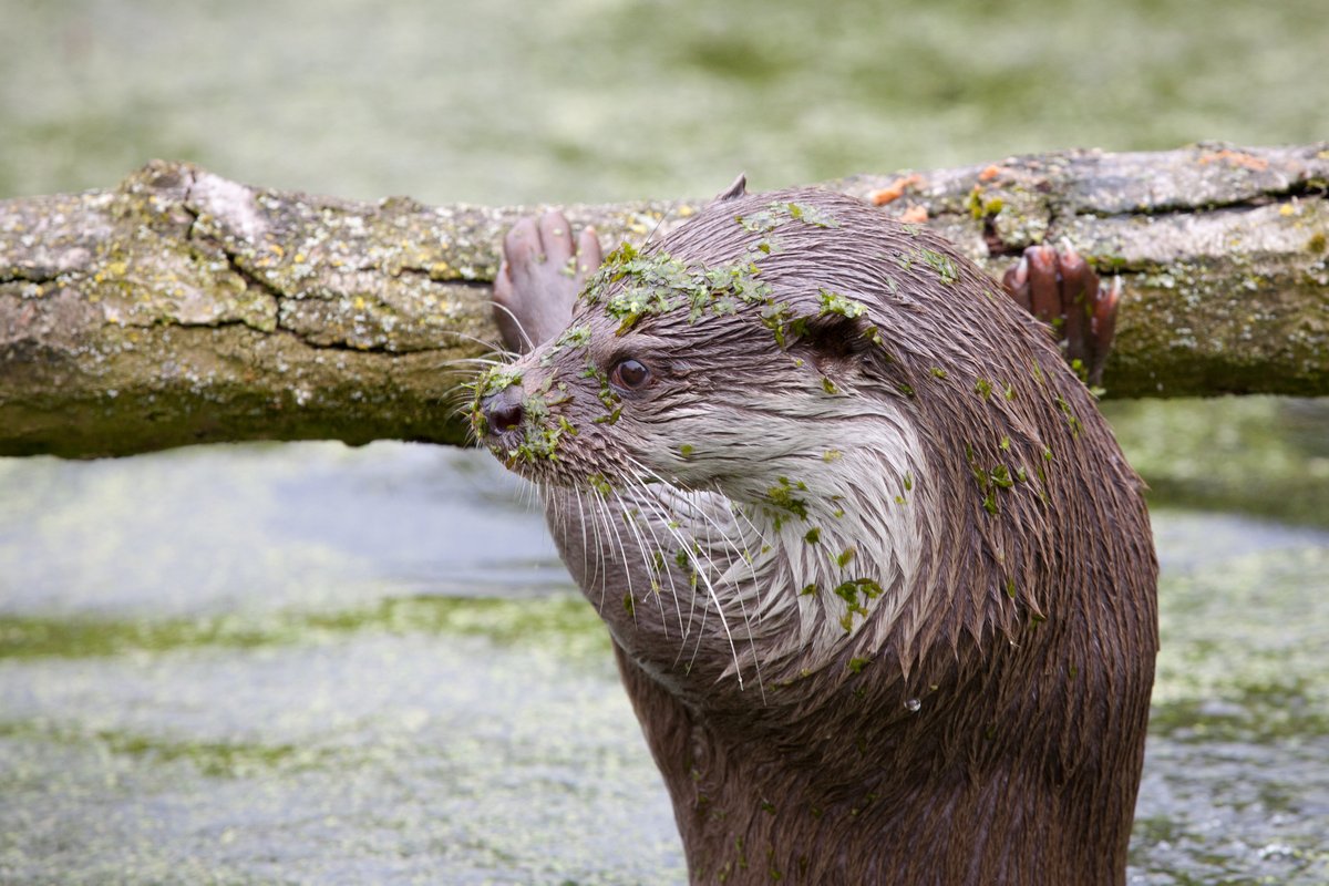 NatuurparkL's tweet photo. Boswachter Gerwin de Vries geeft de kijkers van Omroep Flevoland een kijkje achter de schermen van de werkzaamheden aan het otterverblijf in Natuurpark Lelystad!  https://t.co/dFXjQSsq3Z https://t.co/j1mdd2s4Fk