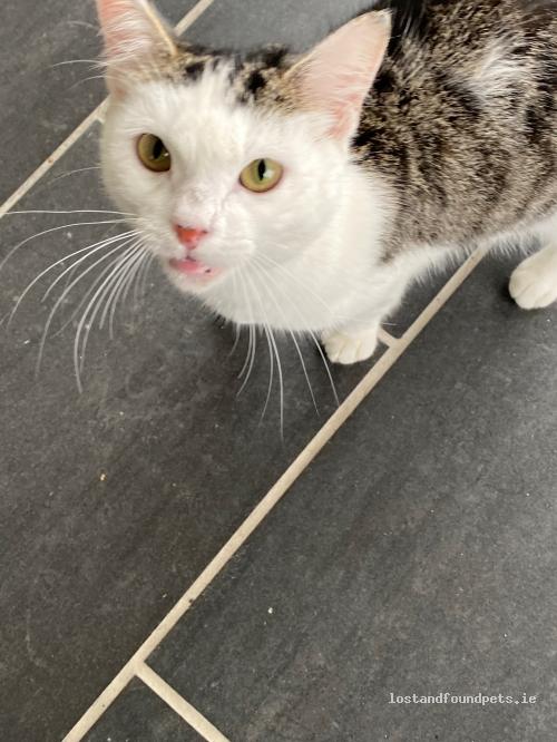 lostfoundpets's tweet photo. A male cat was found on 10/08/2021 in Ballyshannon, #Calverstown R56df83 https://t.co/61dDVXESfO #fpie https://t.co/W2oRAfn1Sb