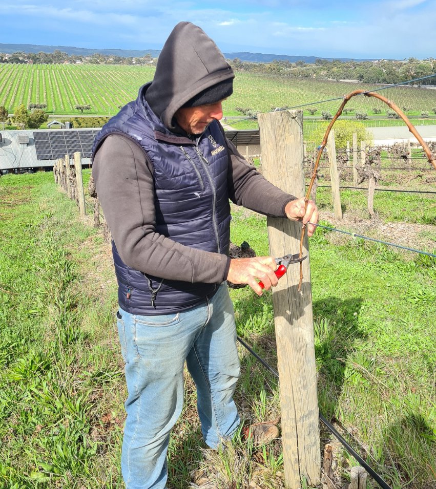 Maxwell Wines tweet media