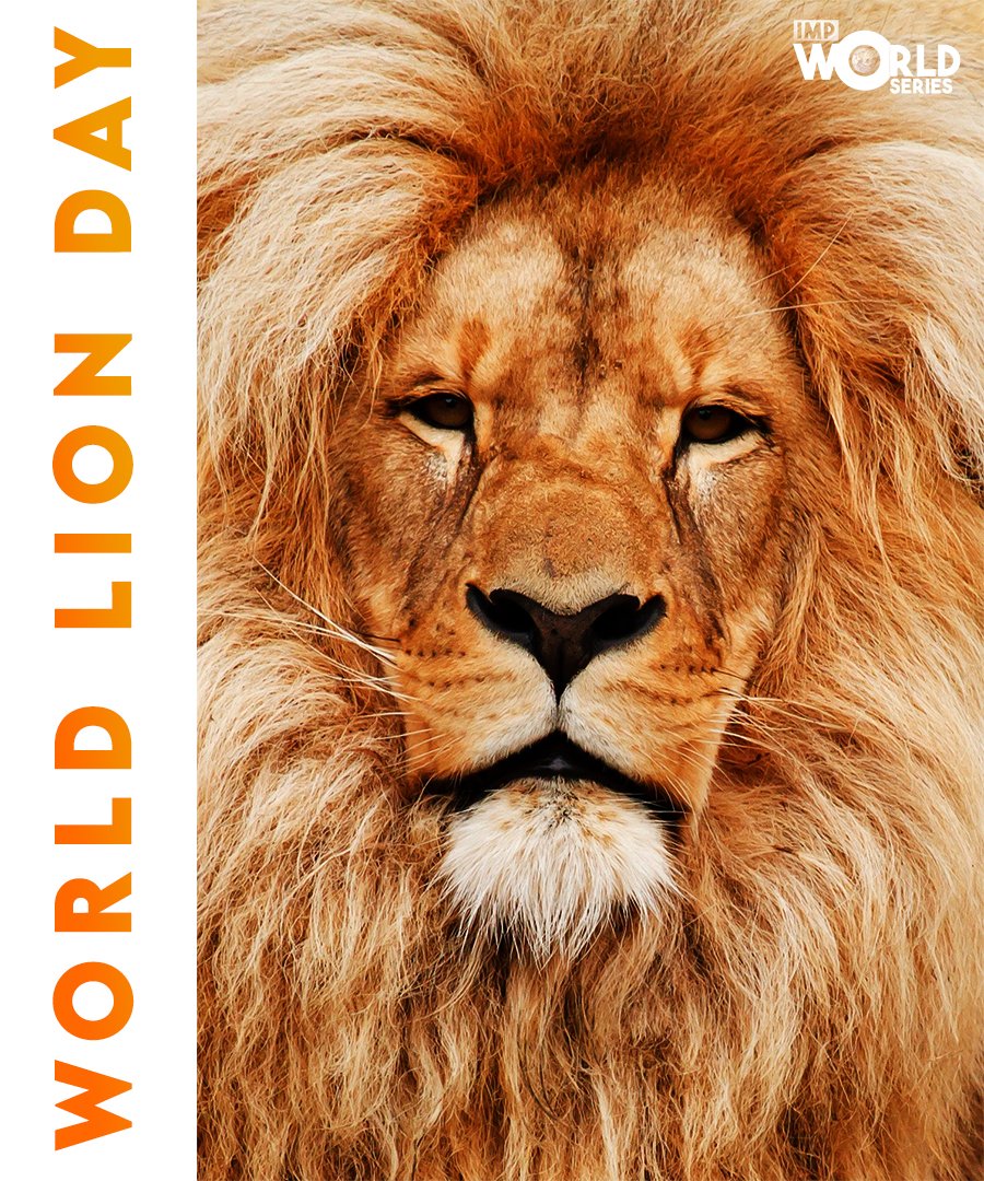 ImpIndus's tweet photo. #WorldLionDay 

#WorldSeriesIDF 
@ImpIndus https://t.co/nSqruF5g3L