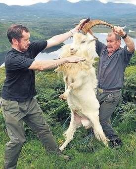 lorraineelizab6's tweet photo. Thread: @puck_fair, Killorglin, Kerry, #Ireland. A goat is thought to have warned Killorglin's people of Oliver Cromwell army during his conquest of Ireland in 17th C but origins probably go back at least to Lughnasadh! ©photos not mine #VirtualPuck2021🐐 https://t.co/CE6B4kcR9Y https://t.co/3ypVryhU4H