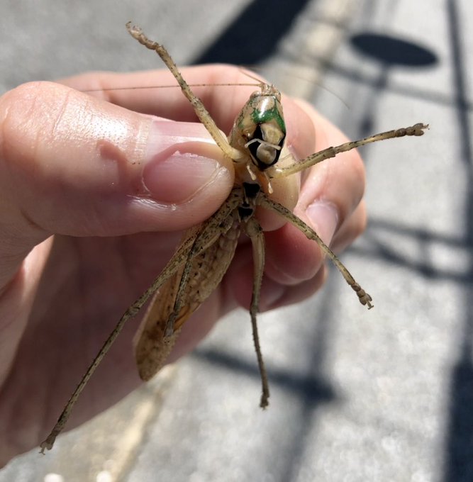 キリギリスのtwitterイラスト検索結果 キリギリスのtwitterイラスト検索結果