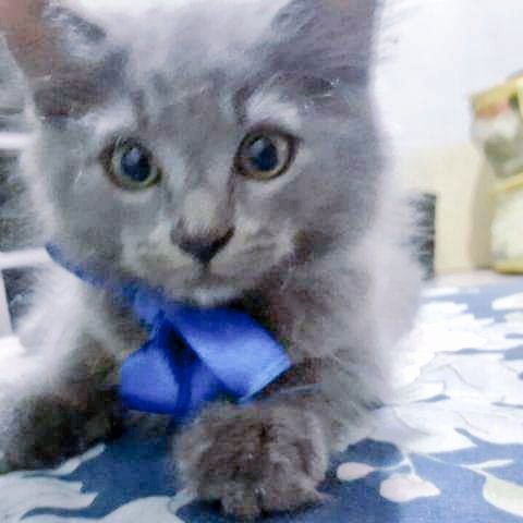 _jannabeee's tweet photo. Furever in my heart 💔 thank you sumsum https://t.co/azOYS7icSG