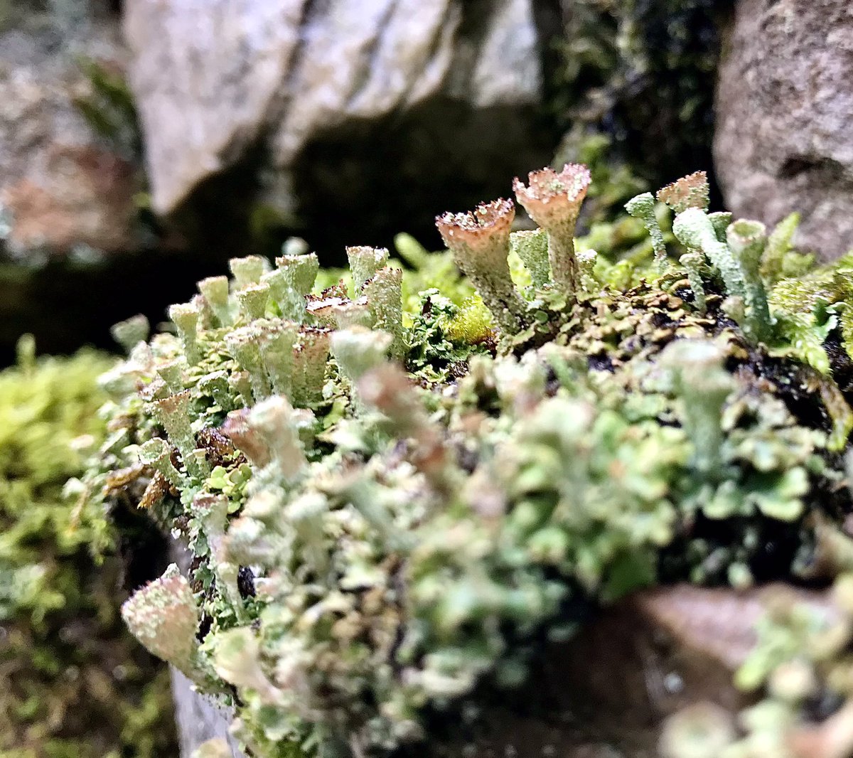 Charlotte33rpm's tweet photo. Cladonia pyxidata aka โpixie-cup lichenโ.
Found on the millstone grit boulders of Brimham Rocks and a drystone wall on the way to Hardraw Force.
Not uncommon in the north and west of the UK, tโwas a bonus find for this Norfolk girl. #pixiecup #lichen https://t.co/zenL1wHjc2