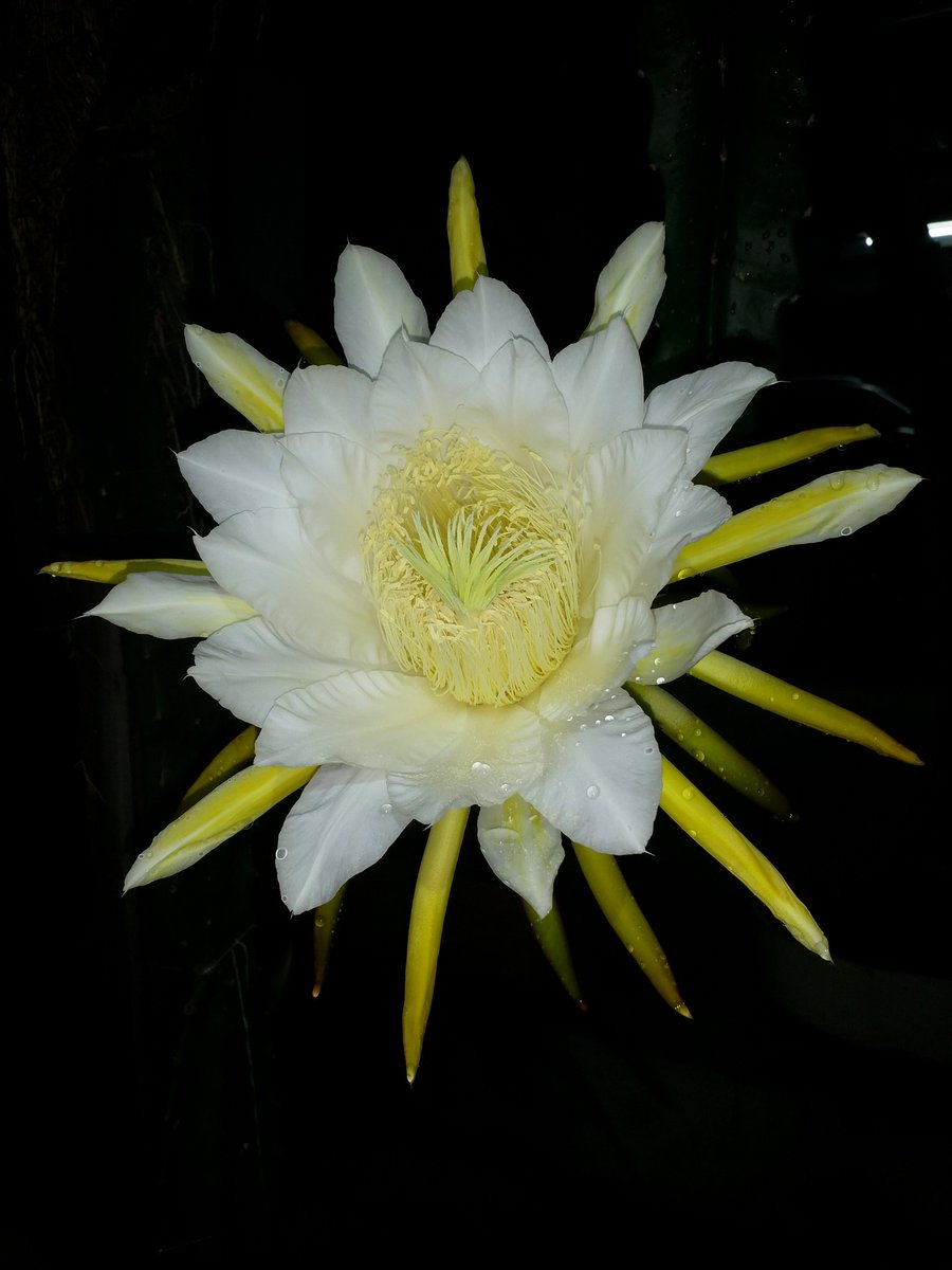 trini_chat's tweet photo. The dragon fruit flower from Dexter from Fyzabad @AGulstonTV6 @tv6tnt #tv6me https://t.co/Xb2c5pDP45