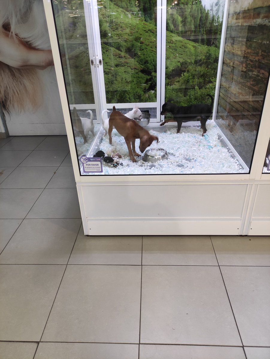 YoSoyAleFuente's tweet photo. Me parece una absoluta vergüenza cómo tienen a los animales en el Aqua&amp;Zoo de León. Los pájaros, hámsters y jerbos hacinados. Varios perros en cubículos minúsculos. He salido con una mezcla de cabreo y tristeza tremenda. ¿No se puede hacer nada @PartidoPACMA @AnimaNaturalis ? https://t.co/qah0utgygt
