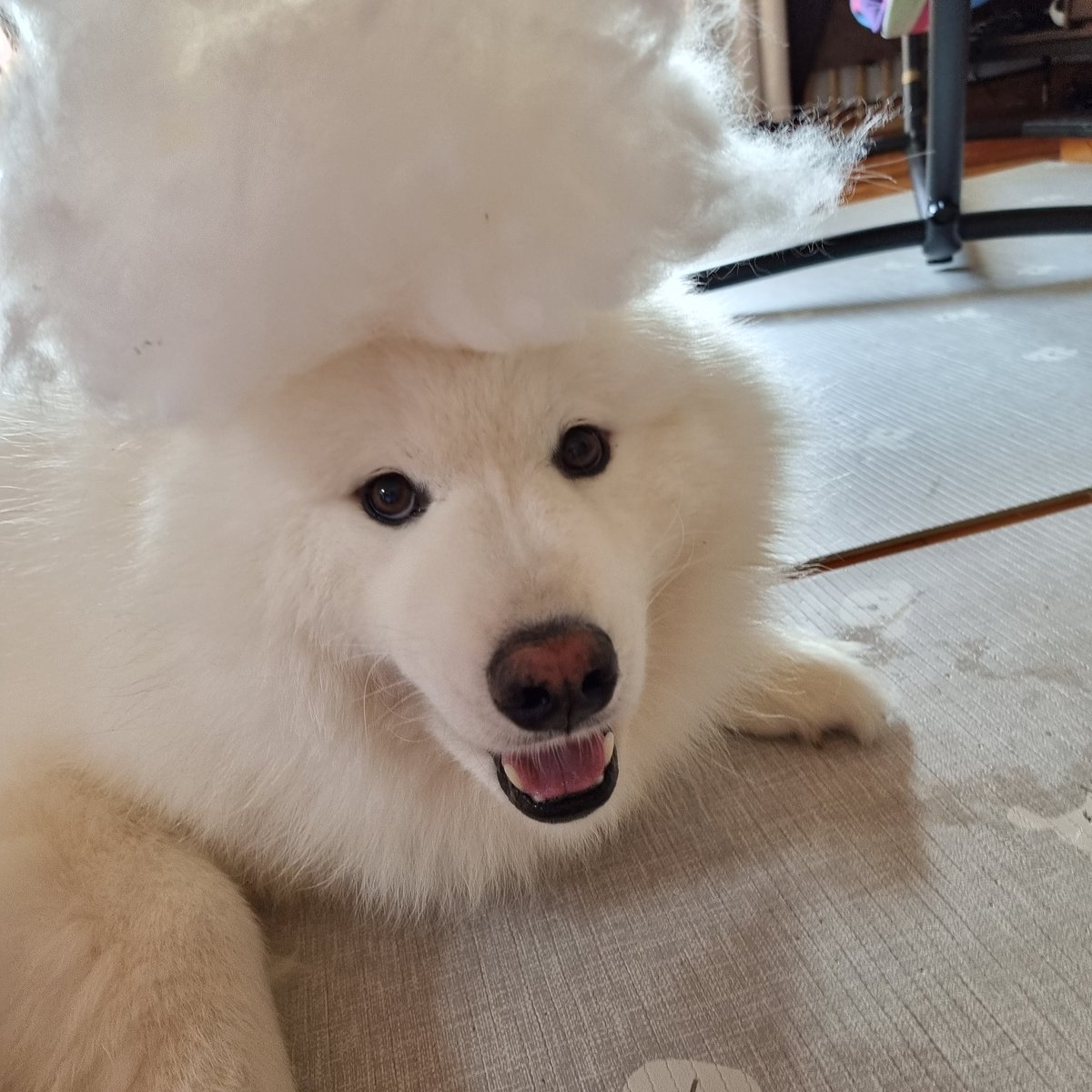 마늘쫑 (@jjong_sami) on Twitter photo 